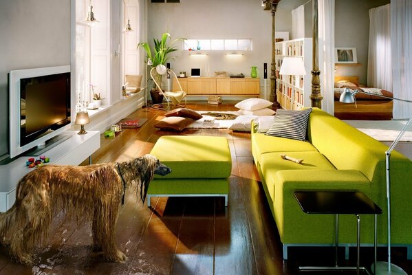 A room with a green sofa and a wet dog