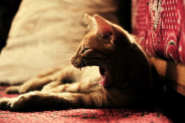 Ginger cat yawns in a chair at home
