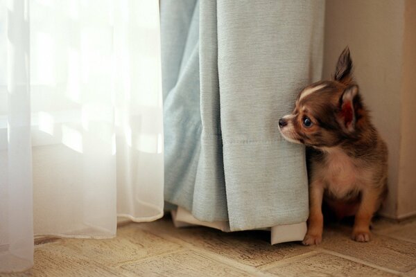 A tiny puppy peeks out from behind the curtain