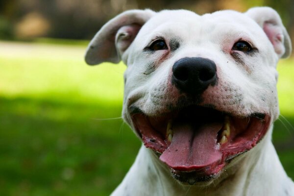 Zufriedenes Gesicht des weißen Hundes