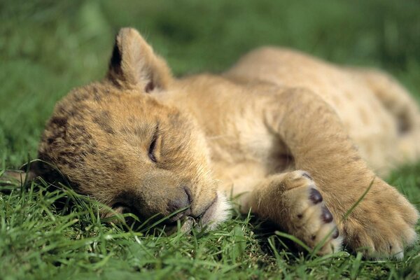 The lion cub sleeps in the grass in nature