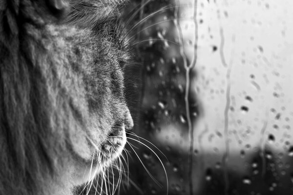Грустный кот смотрит на дождь