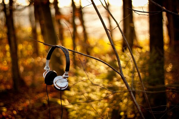 Słuchawki sony wiszące na gałęzi w lesie