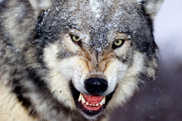 Lobo gris muy enojado