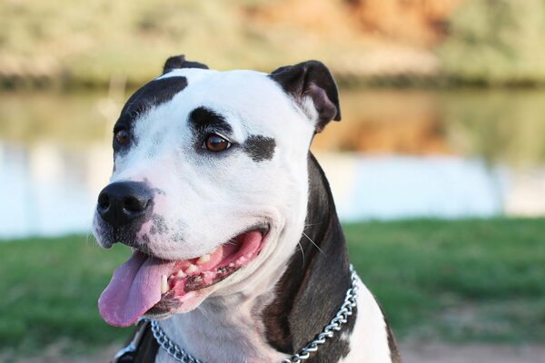 Hermoso perro disfruta de la inmensidad del lago