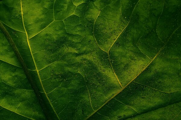 Feuille vert saturé avec des veines