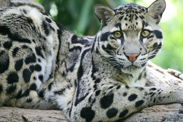 Gatto selvatico con gli occhi verdi seduto su un albero