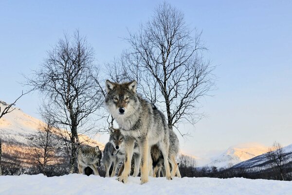 Ein gewaltiger Blick auf ein Wolfsrudel