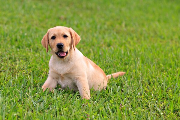 The puppy is sitting on the green grass