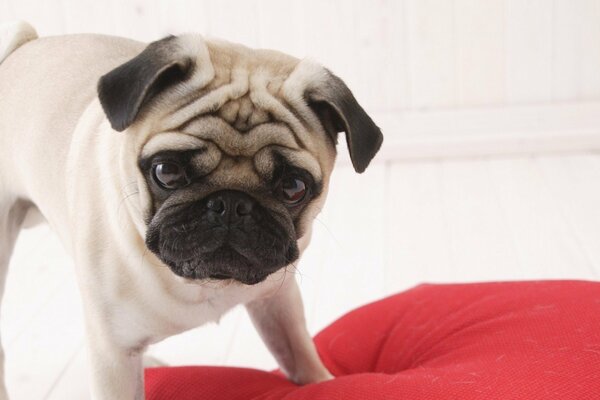 Pug elegante con ojos inteligentes