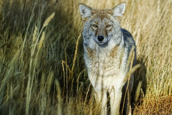 Gray handsome wolf on the background of the field