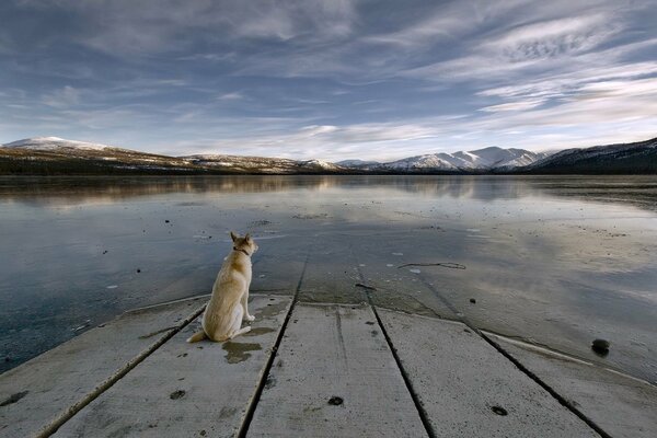 The dog thinks about the eternal near the frozen lake