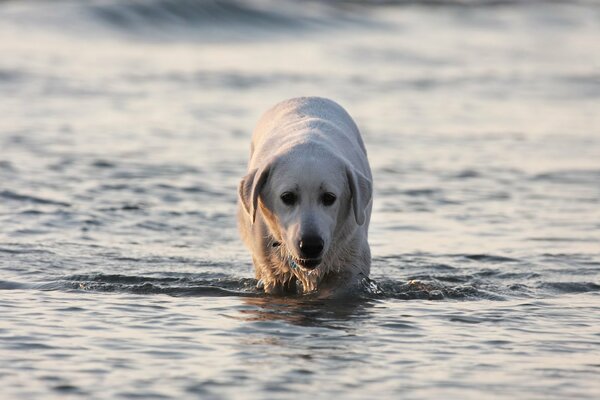 Ein Labrador geht müde durchs Wasser