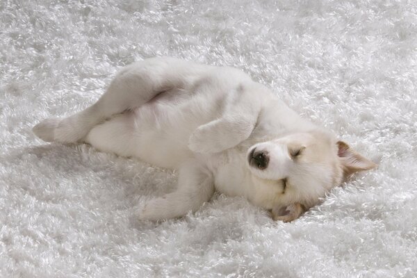 Sur une couverture blanche comme neige, un chiot dort doucement avec de la laine blanche