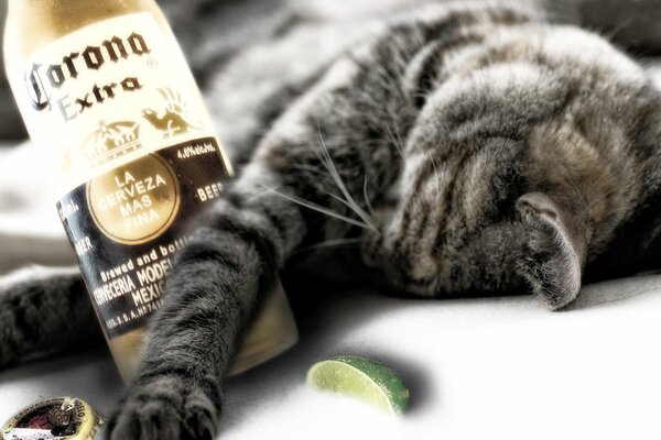 A cat with a bottle of tequila is lying on the floor