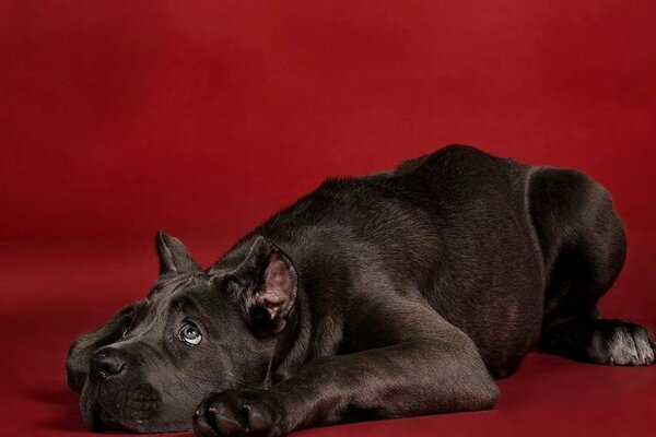 A guilty black dog on a red background