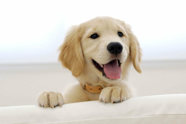 Zufriedenes Lächeln des goldenen Terrier