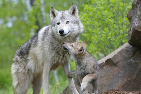 In freier Wildbahn ist eine Wolfsfamilie