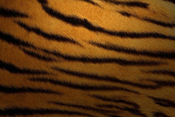 Sfondo scuro pelle di tigre