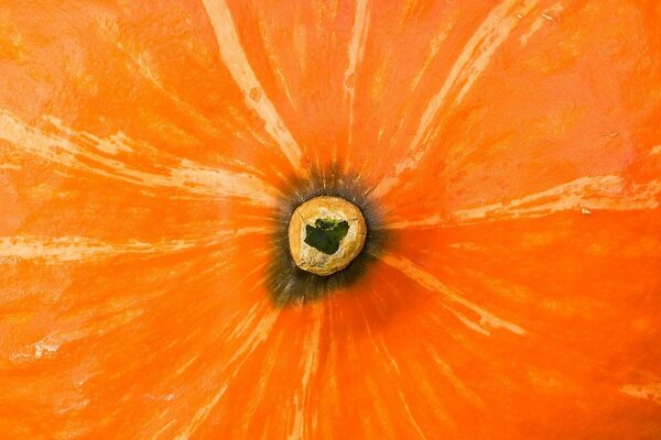 Orange flower with a ball in the middle