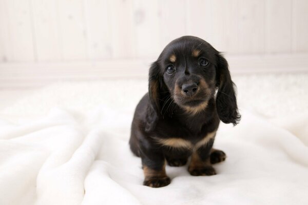 Black puppy posing on a white towel