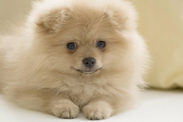 A fluffy dog looks at the camera and smiles