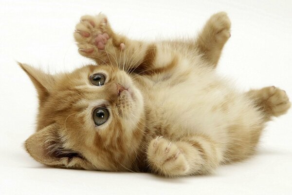 Playful ginger kitten with green eyes