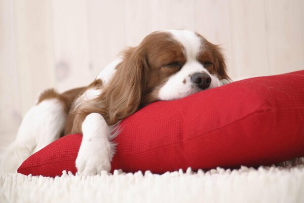 Soffice tappeto, cuscino rosso, cos altro hai bisogno per dormire un cucciolo