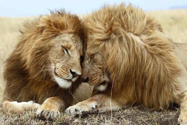 Любовь хищников Семейства львы на природе