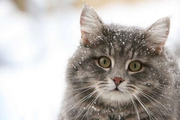 Flauschige Schneekatze in Schneeflocken