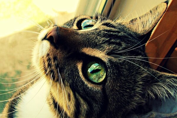 Il gatto dagli occhi verdi guarda con uno sguardo supplichevole