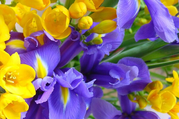 Beautiful irises on a background of yellow flowers