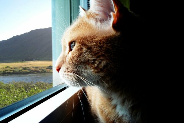 Rote Katze schaut aus dem Fenster