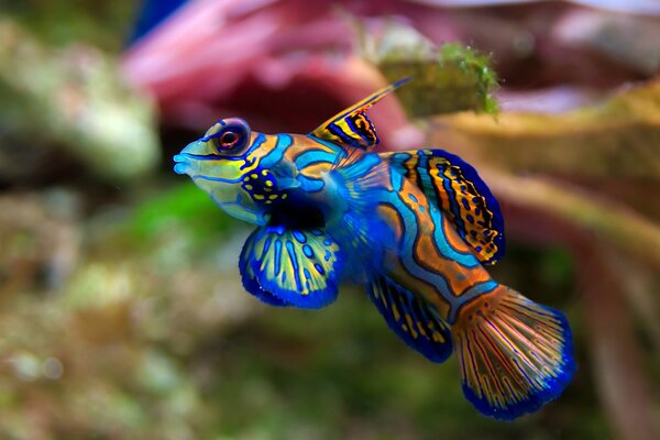 Pas dans tous les aquariums, vous pouvez trouver un poisson au néon