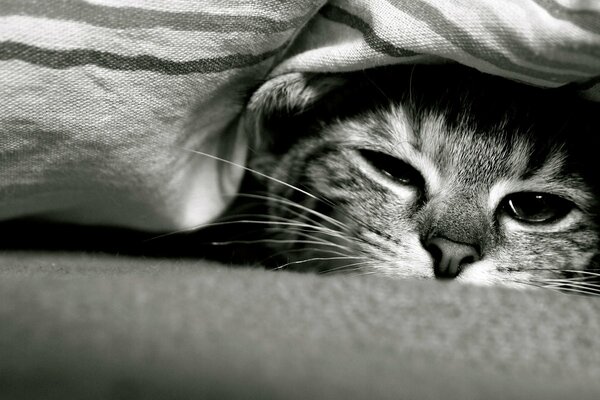 Un chat endormi se trouve sous une couverture