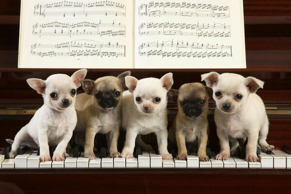 White puppies walk on the piano keys