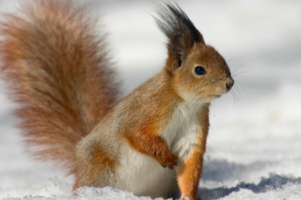 A red squirrel is sitting in the snow
