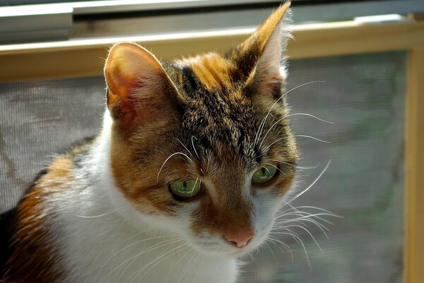 A spotted cat with green eyes