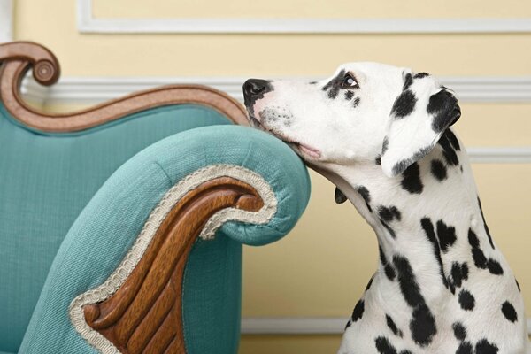 Rêve chéri d un dalmatien triste