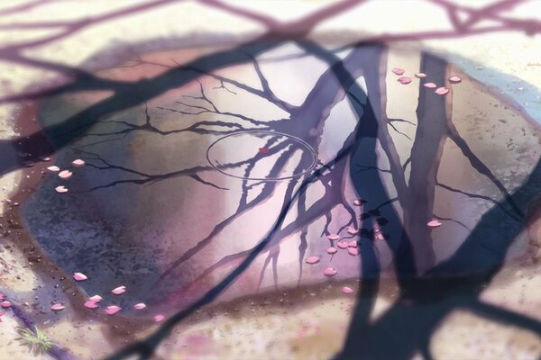 El tronco de Sakura se refleja en el charco