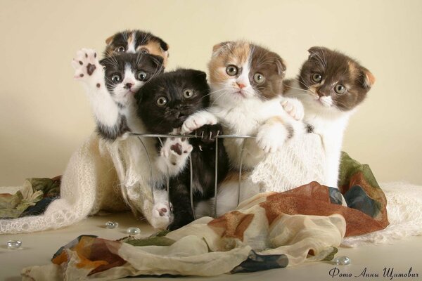 Chatons mignons dans le panier