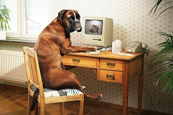 The offended boxer is sitting on a chair