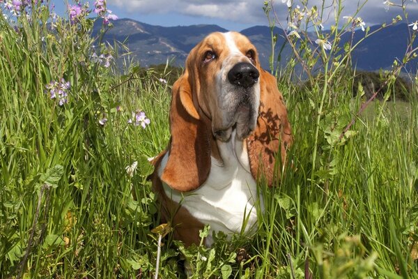 Ein Hund auf einem Sommerfeld