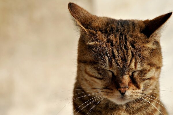 The cat has closed his eyes and is sleeping