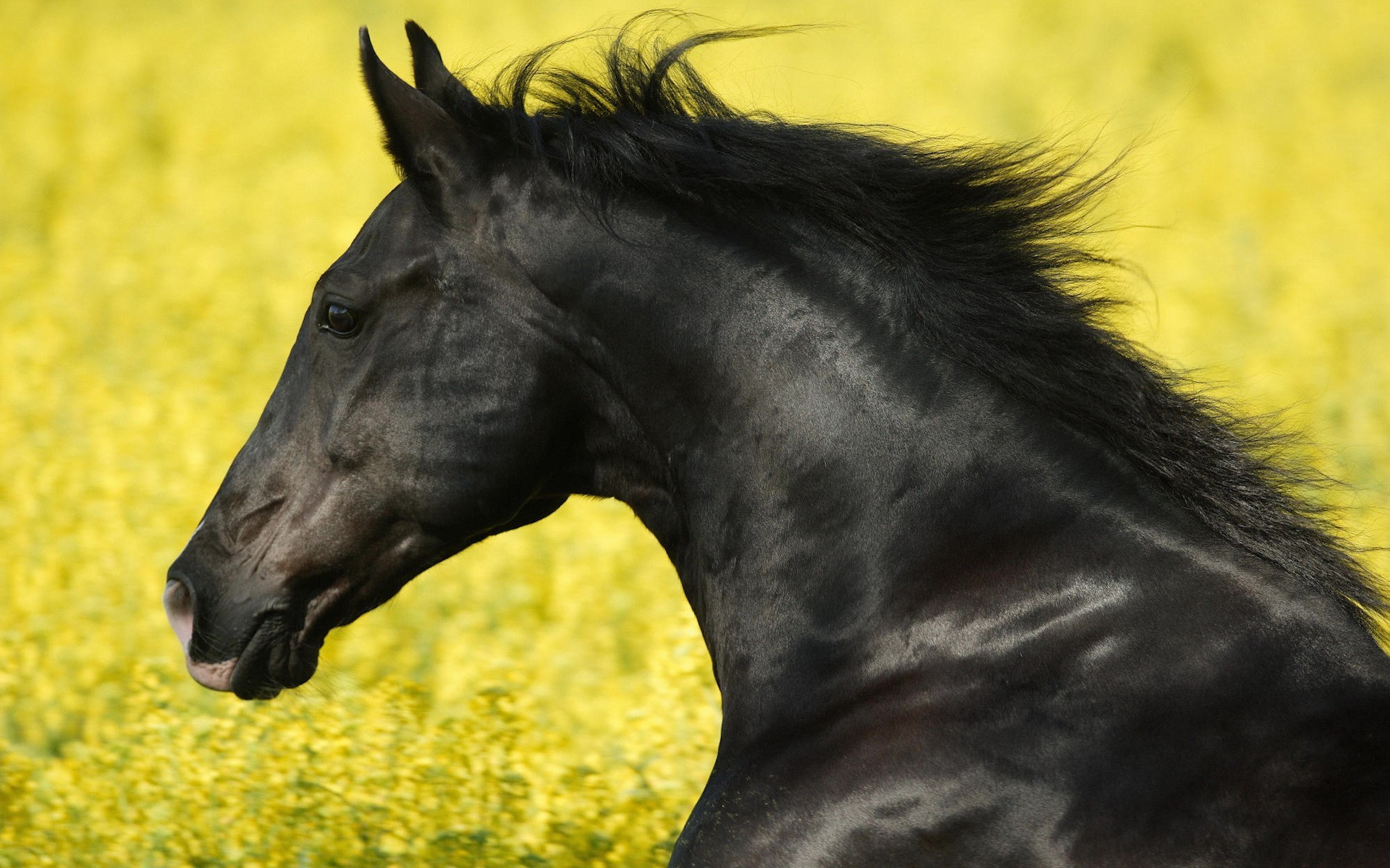 horses black stallion