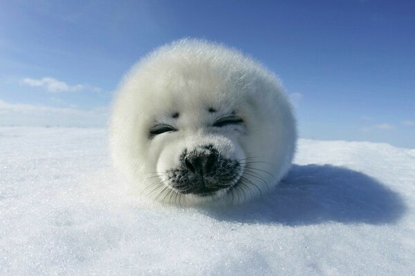 The seal is lying on the snow