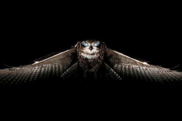 An owl with blue eyes in flight
