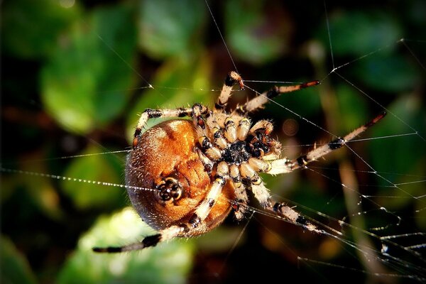 Spinne am frühen Morgen im Spinnennetz