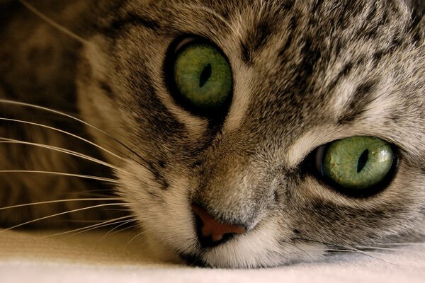 Fotografía macro de un gato con ojos verdes