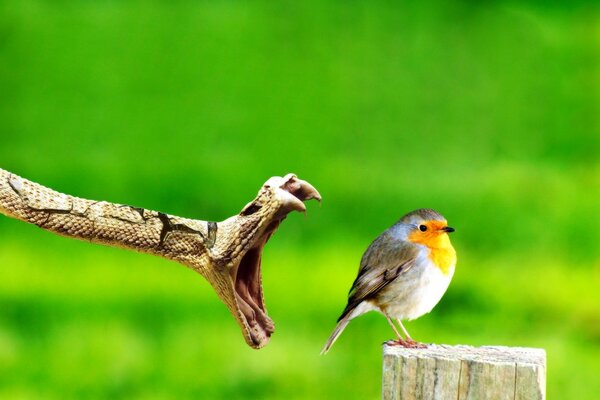 Attaque de serpent sur un petit oiseau